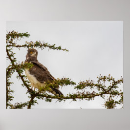 Poster Marrom Cobra Eagle - Sentinela da Savana