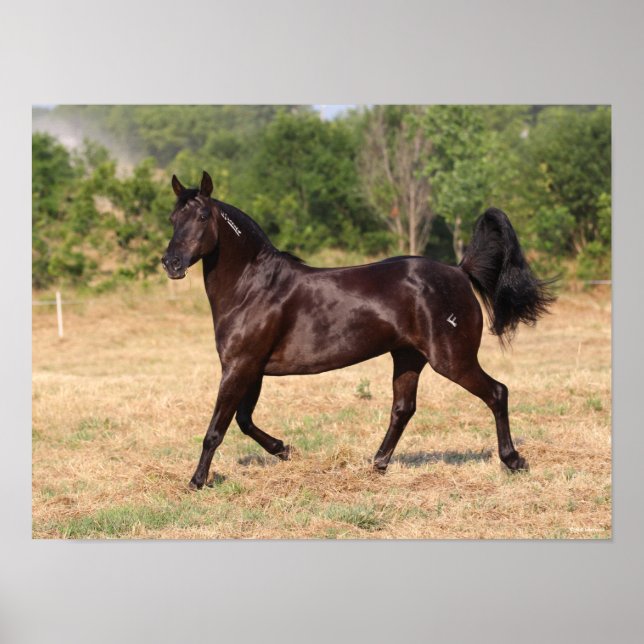 Poster Marrom escuro Mustang Mare Walking (Frente)