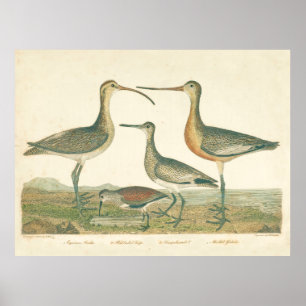 Póster Marsh Bird Curlew Snipe Birding