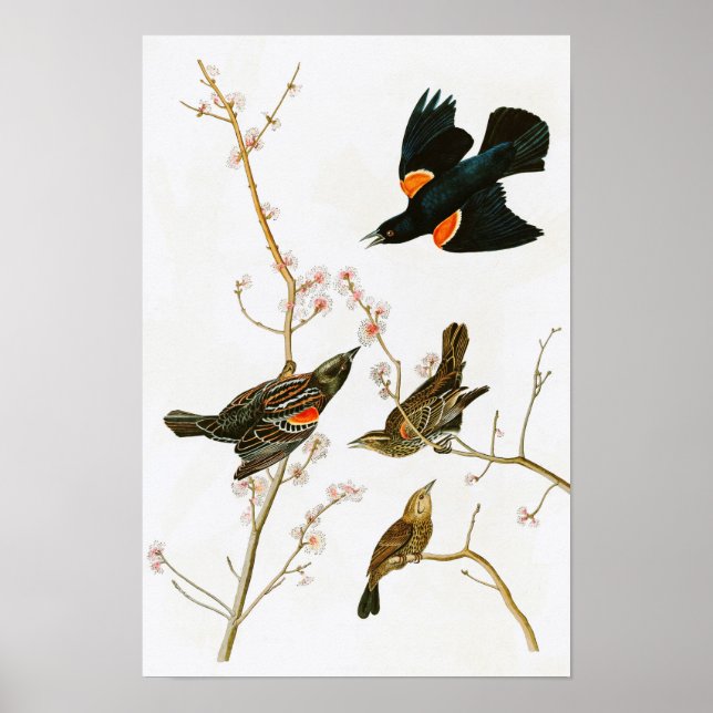 Poster Marsh Blackbird John Audubon Birds da América (Frente)