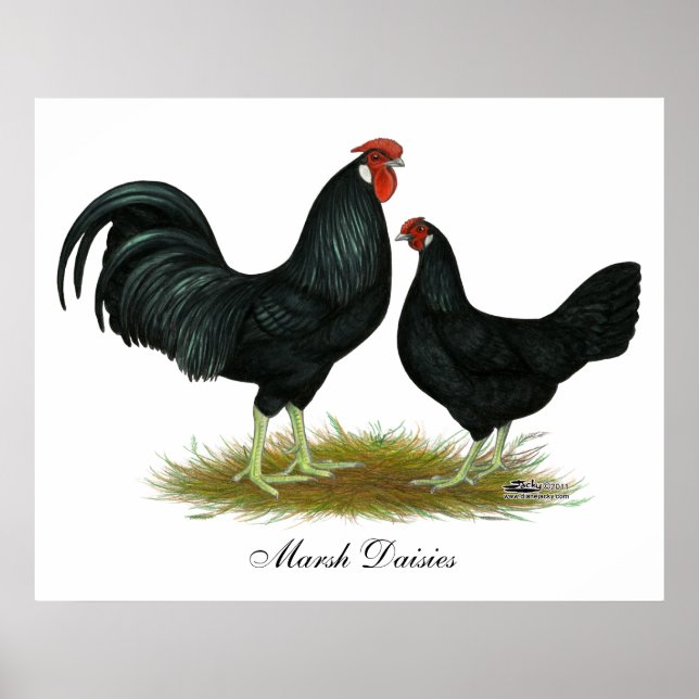 Poster Marsh Daisy Chickens (Frente)