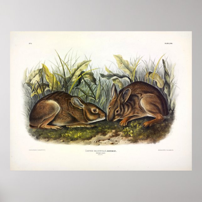 Poster Marsh Hare, Coelho Marsh por Audubon (Frente)
