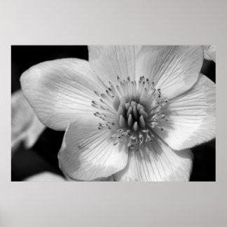 Póster Marsh Marigold