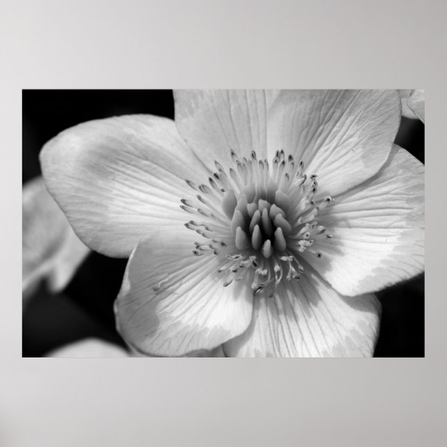 Póster Marsh Marigold (Frente)