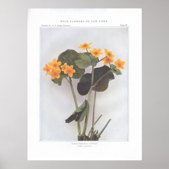 Póster Marsh Marigold; Cowslip - Caltha palustris (Frente)