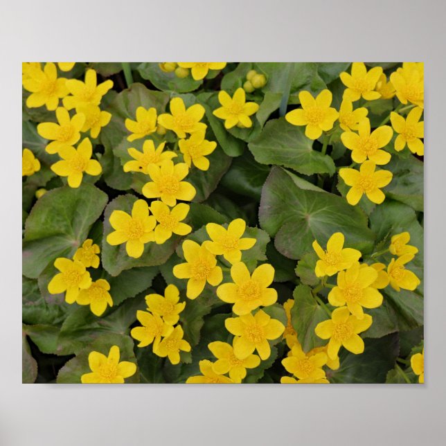 Poster Marsh Marigold em Bloom (Frente)