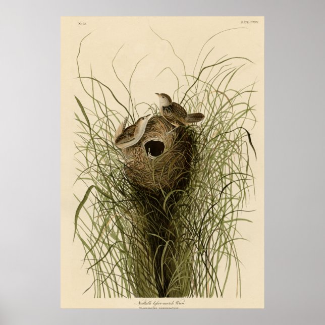 Poster Marsh Wren menor de Nuttall (Frente)