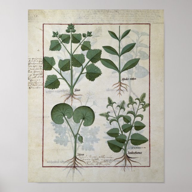 Poster Marshmallow & Hastula Regia Asarabacca & (Frente)