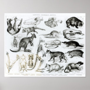 Poster Marsupialia, Monetremata, Edentata