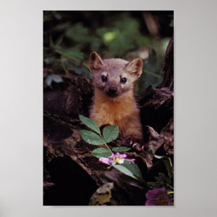 Póster Marten de pinho