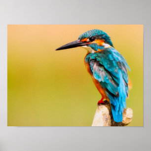 Poster Martim-pescador