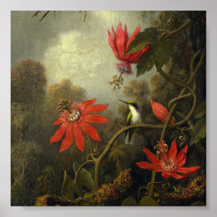 Poster Martin Johnson Heade - colibri e paixão