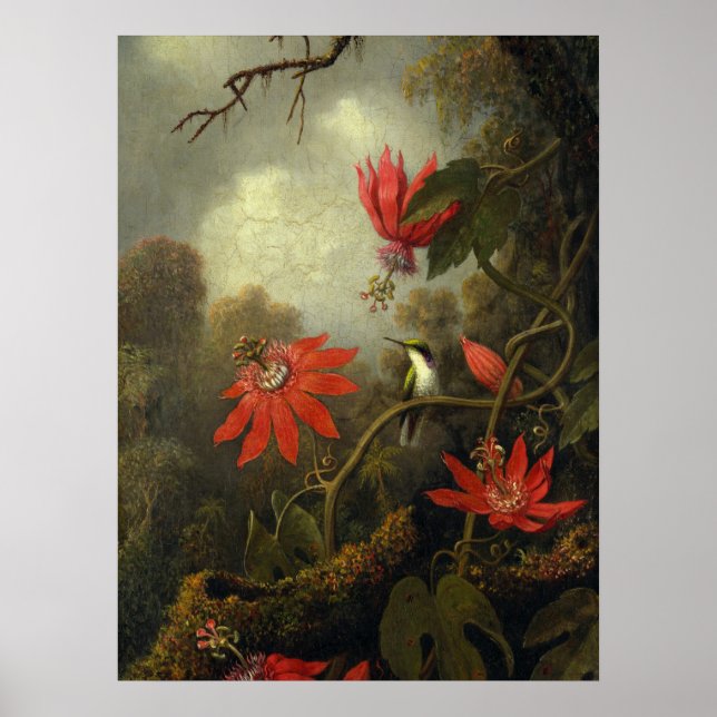 Poster Martin Johnson Heade - Hummingbird (Frente)