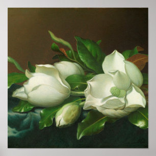 Poster Martin Johnson Heade - Magnolias