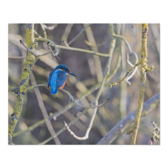 Póster Martin-pêcheur (Frente)