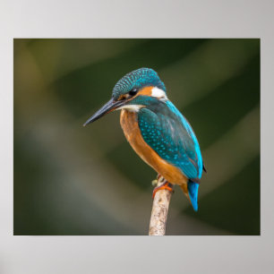 Póster Martinho pescatore
