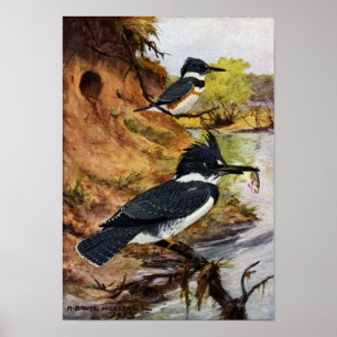 Póster Martinhos pescatorees cercados e seu túnel do