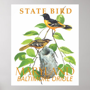 Poster Maryland Território Pássaro Icterus galbula