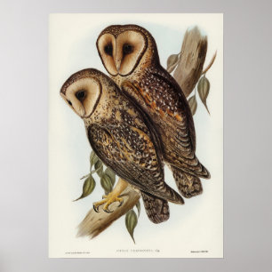Poster Mascarado Barn Owl por Elizabeth Gould