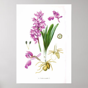 Póster Mascula de Orchis