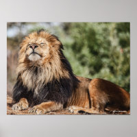 Masculino Lion Sunbelt