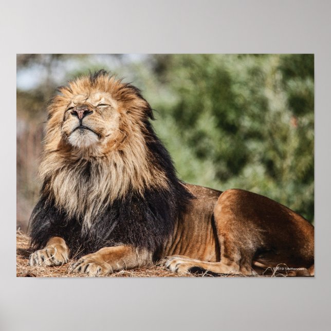 Poster Masculino Lion Sunbelt (Frente)