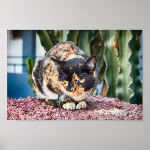 Poster Maspalomas Cat