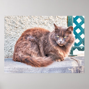 Poster Maspalomas Cat