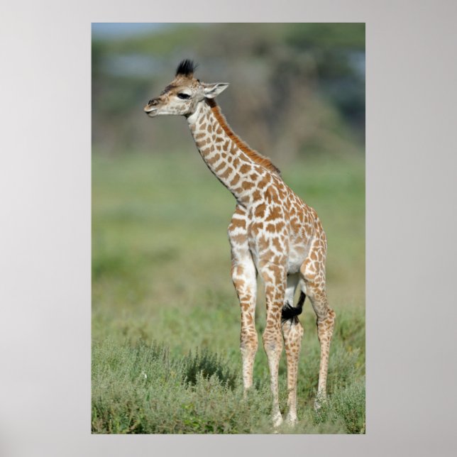 Póster Massai Giraffe Baby (Frente)