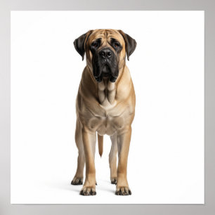 Poster Mastiff Art