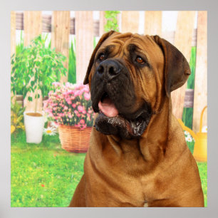 Póster Mastiff do Bordéus