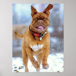 Poster Mastiff Plus