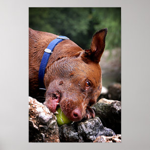 Póster Mastigar Cachorro / Nariz Fechar / Macro 2