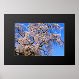 Poster Matabei-Zakura: Chorando árvore cerejeira