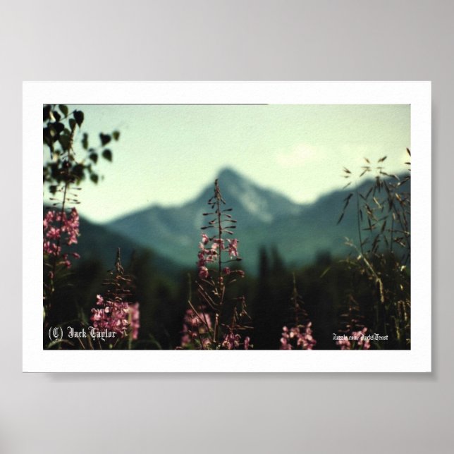 Poster Matanuska Peak e Fireweed #01, (C) Jack Taylo... (Frente)