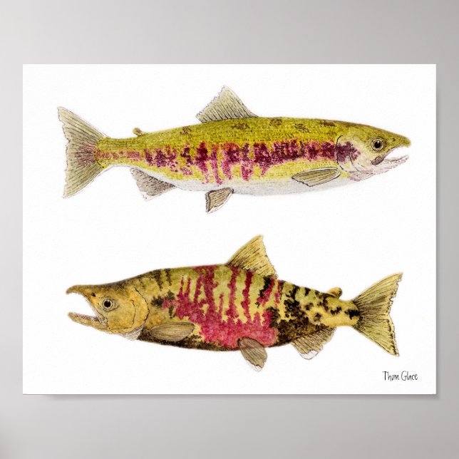 Poster Mated Pair of Chum Salmon (Frente)