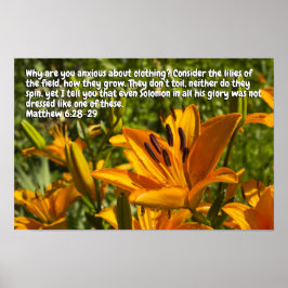 Poster Mateus 6:28-29