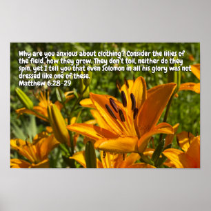 Poster Mateus 6:28-29