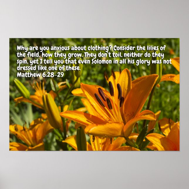 Poster Mateus 6:28-29 (Frente)