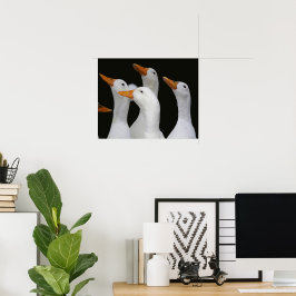 Poster Matilha de Patos Brancos Fotográficos