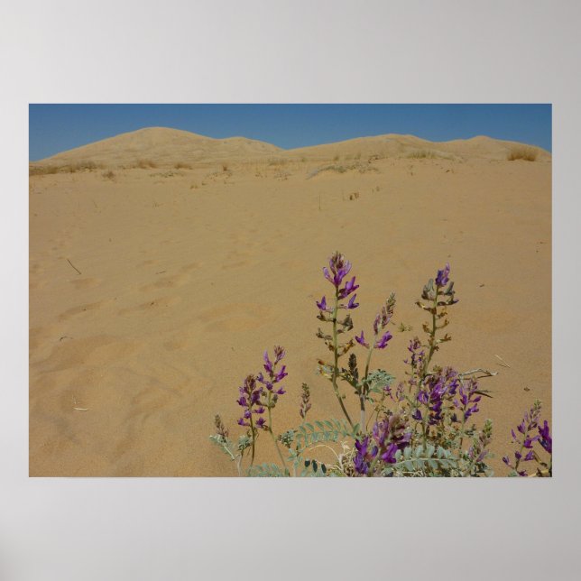 Poster Mato de Índigo de Mojave e Dunas de Kelso (Frente)