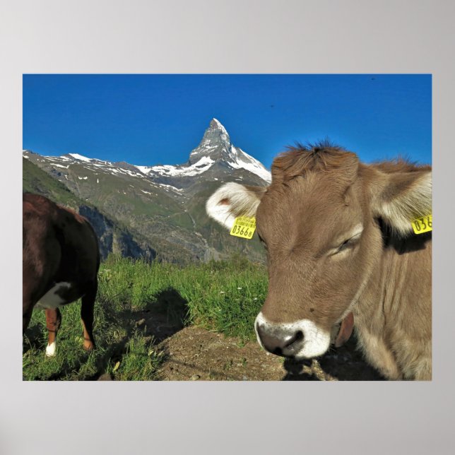 Poster Matterhorn e Vaca (Frente)