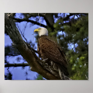 Poster Mature Bald Eagle