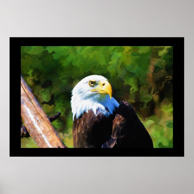Póster Mature Bald Eagle Wildlife Painting (Frente)