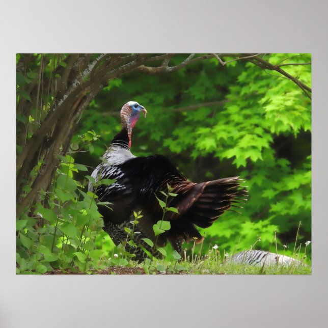 Poster Mature Male Wild Turkey (Frente)