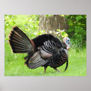 Poster Mature Male Wild Turkey Exibindo Penas