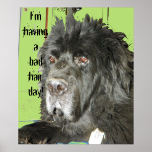 Poster mau do dia do cabelo do cão de Terra Nova