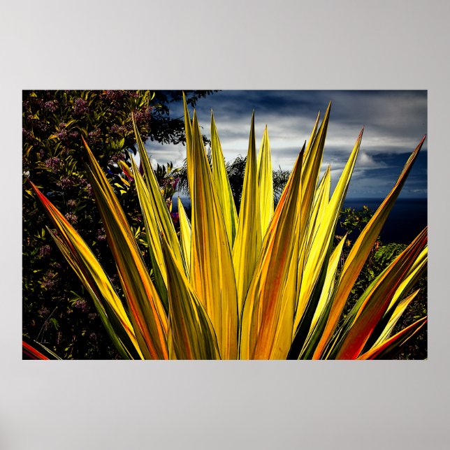 Poster Maui Dourado - Havaí (Frente)