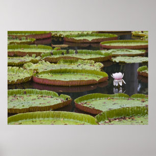 Poster Maurício, Pamplemousses, SSR Botânico