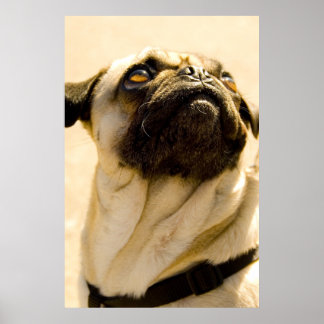Poster Max o Pug